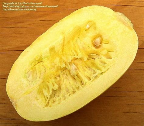 Plantfiles Pictures Cucurbita Spaghetti Squash Winter Squash