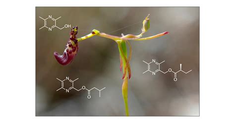 Discovery Of Tetrasubstituted Pyrazines As Semiochemicals In A Sexually Deceptive Orchid