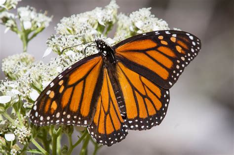 Texas Monarch Butterfly