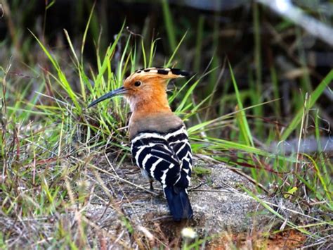 Madagascar Hoopoe Upupa Marginata