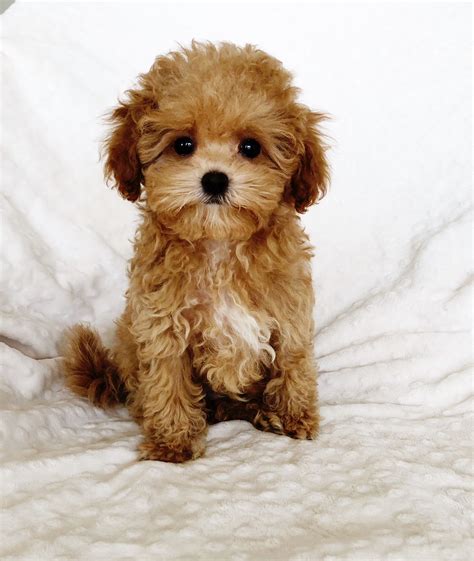 Our maltipoo puppies for sale are a cross between a maltese and a mini poodle. Maltipoo puppies for sale in south carolina