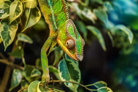 Free Picture Nature Reptile Chameleon Camouflage Lizard