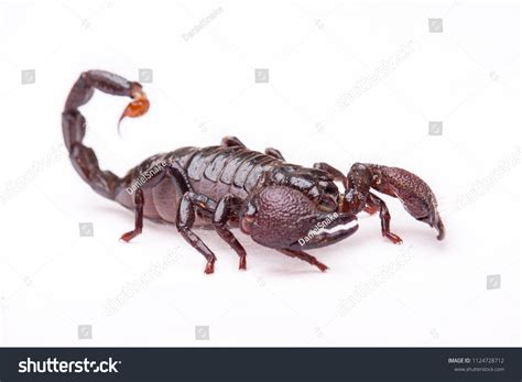 African Emperor Scorpion Stock Photo 1124728712 Shutterstock