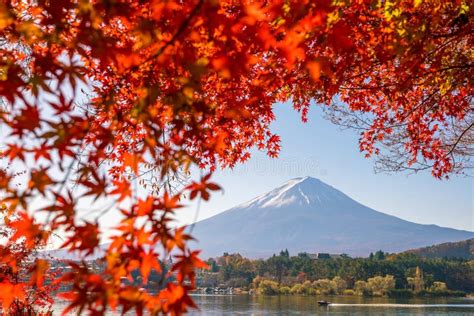 Mt Fuji In Autumn With Red Maple Leaves Stock Photo Image Of Japan