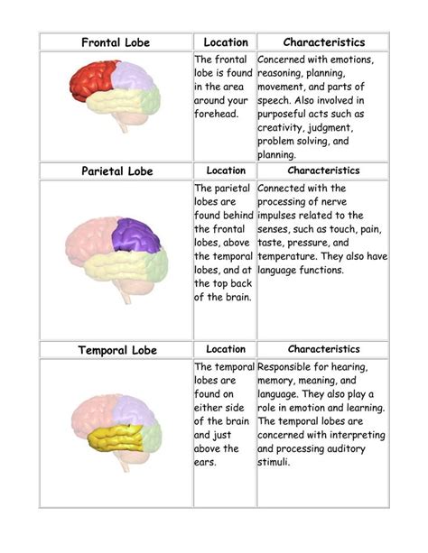 Frontal Parietal Temporal Lobe Functions Brain Anatomy And Function