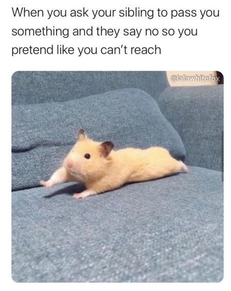 63 Hilarious Hamster Memes That Will Crack You Up Always Pets