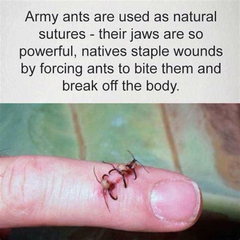 Army Ants Natureismetal
