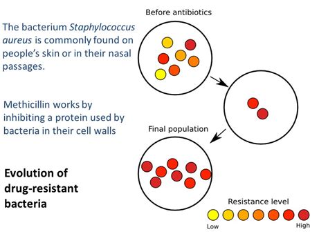 How Does Evolution Apply To The Use Of Insecticides And Antibiotics