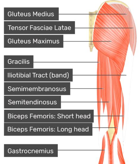 Gluteus Minimus Origin Insertion And Actions Getbodysmart