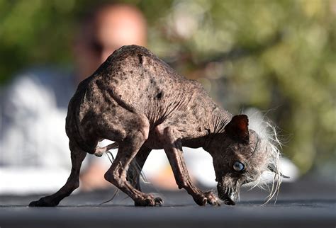 Découvrez Quasi Modo Le Chien Le Plus Moche Du Monde