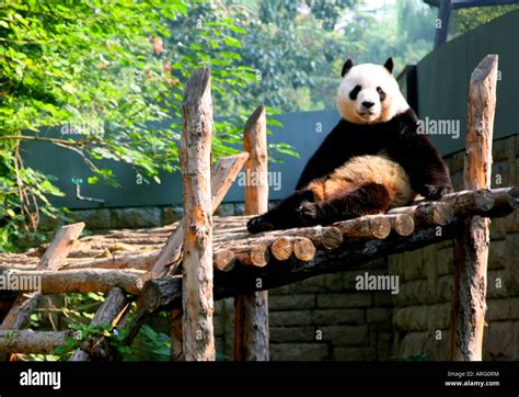 Giant Panda At Beijing Zoo China Stock Photo Alamy