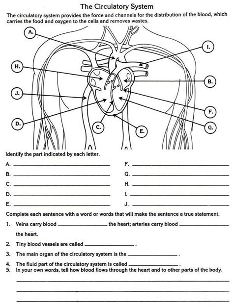 34 Circulatory System Worksheet High School Support Worksheet