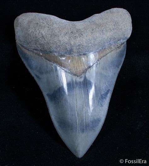 521 Inch Megalodon Tooth May River Georgia Miocene 657x733