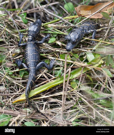 Baby Alligators Hi Res Stock Photography And Images Alamy