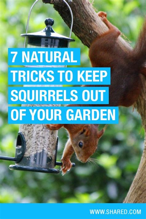 Skunks aren't popular anywhere, and no one wants to risk getting sprayed by one. 7 all-natural tricks to protect your garden from squirrels ...