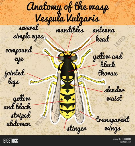 Insect Anatomywasp Vector And Photo Free Trial Bigstock