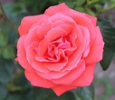 Super Star Rose - Hello Hello Plants & Garden Supplies