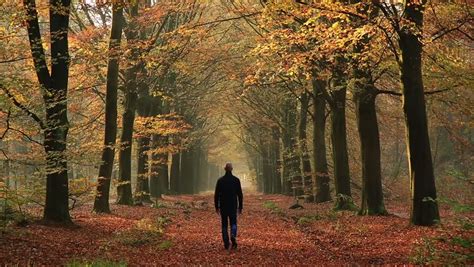 Man Walking In An Autumn Colored Lane In A Forest Stock Footage Video