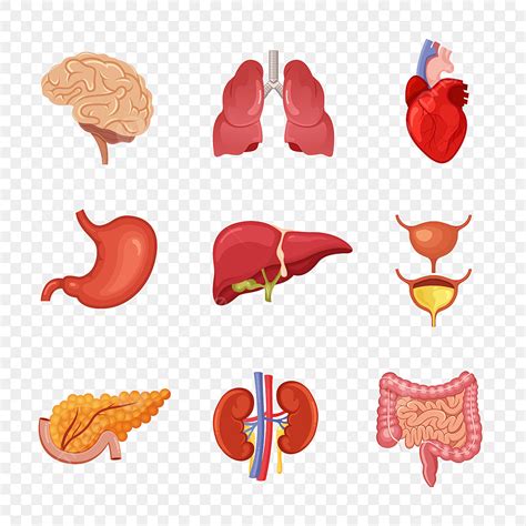 Human Internal Organ Vector Hd Images Human Internal Organs Anatomy