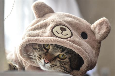 Cat Clothes Adorable Everything For Pets