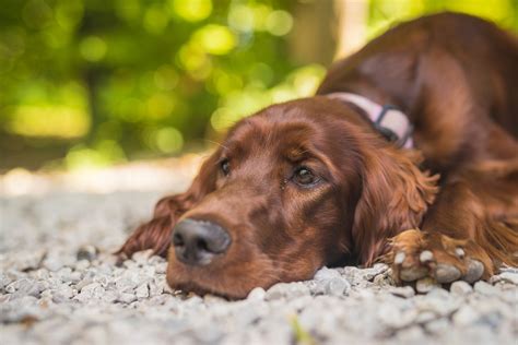 A Pet Parents Guide Irish Setter Is Pooping Blood Causes And