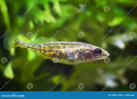 Adult Ninespine Stickleback Clever Tiny Freshwater Dwarf Wild Fish In