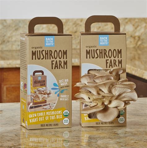 Best Mushroom Grow Kits Urban Turnip