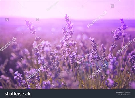 Purple Flowers Sunset Images Stock Photos And Vectors Shutterstock