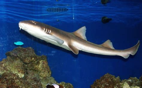 Photo 6 Adult Brown Banded Bamboo Shark