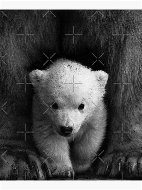 Polar Bear Cub Between Moms Legs Photograph Poster For Sale By
