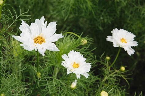 How To Grow And Care For Cosmos