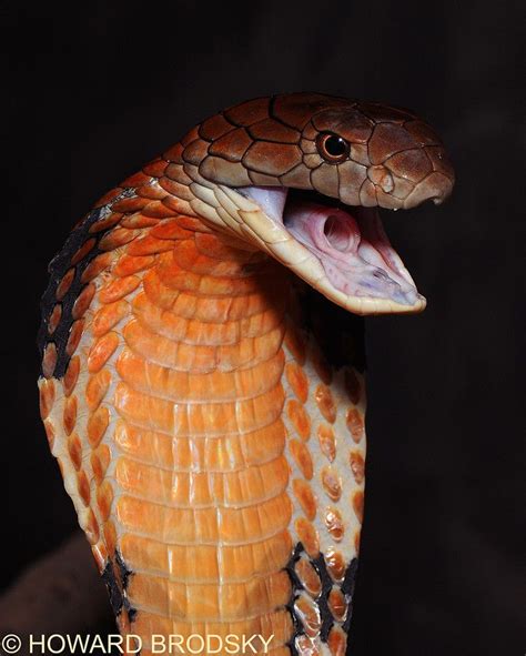 106 Best Snakes Images On Pinterest Amphibians Reptiles And Snakes