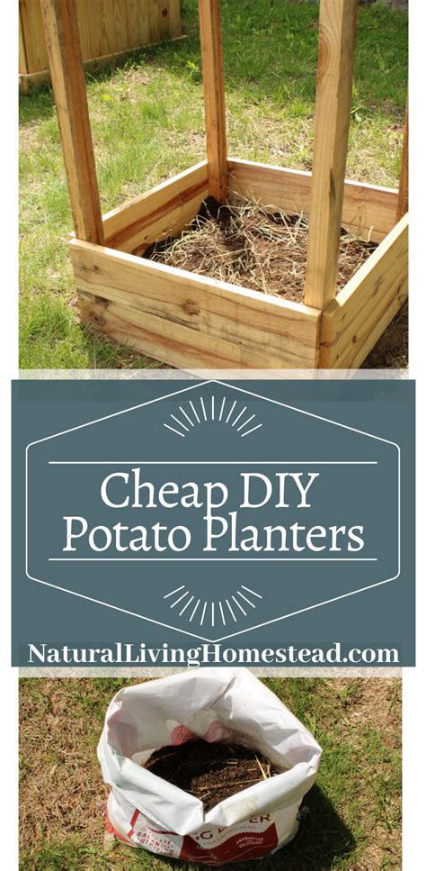 We'll eat potatoes in just about any shape or form. Cheap DIY Potato Planters - Natural Living Homestead in ...