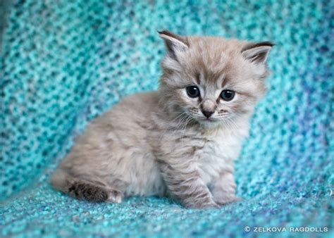 Ragdoll kittens in cats & kittens for sale. Zelkova Ragdolls | Rochester NY Breeder