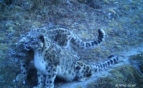 New Photo Shows More Rare Snow Leopards In Gaurishankar Area Nepal