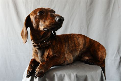 Brindle Dachshund Everything About The Breed And Its Colors