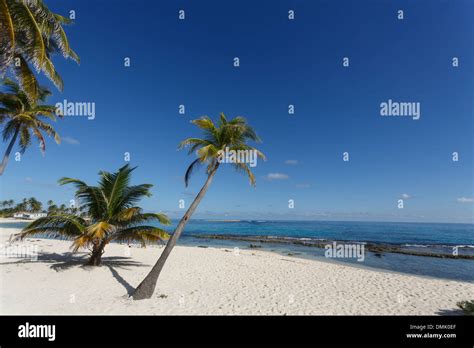 Tropical White Sand Beach And Coconut Palm Trees Create Paradise At