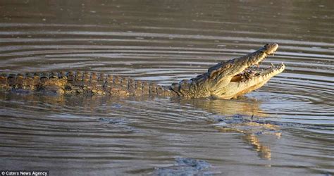 Crocodile Eats Smaller Croc After Fighting To The Death In Zambia