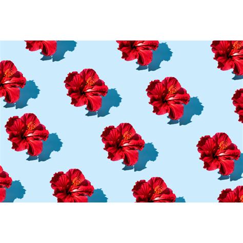 Ebern Designs Hibiscus Flower Pattern By Nadtochiy Wrapped Canvas