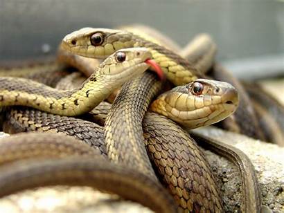 Desktop Wallpapers Snake Snakes Fazeel Posted