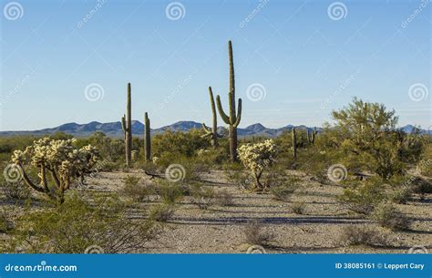 Desert Flora In Sonoran National Monument Stock Image Image Of Palo
