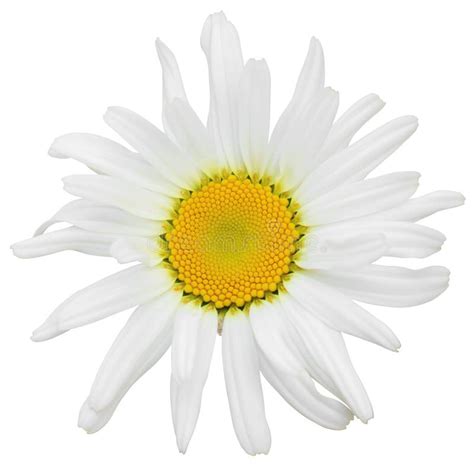 Lovely White Daisy Marguerite Isolated On White Background Including