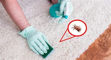 How To Get Rid Of Fleas In House Naturally 6 Tips And Home Remedies