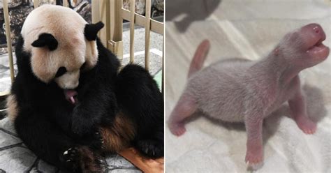 Japanese Zoo Welcomes First Newborn Panda Cub In 2 Years Nextshark