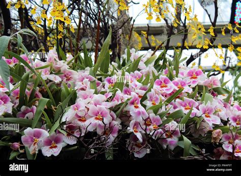 A Large Grouping Of Pink White Orange And Yellow Miltoniopsis Orchid