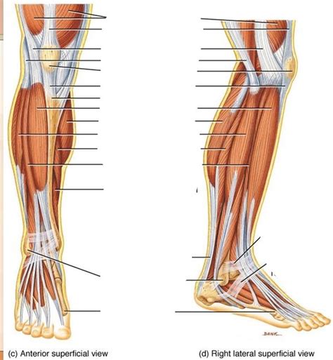 Muscles Of The Leg Lateral View Of Right Leg Diagram Quizlet