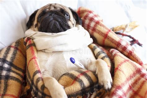 Sad Dog Pug In A Checkered Blanket Is Sick And Lies With A Thermometer