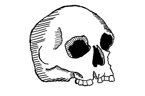 Human Skull Line Art With Transparent Background 24033926 Png