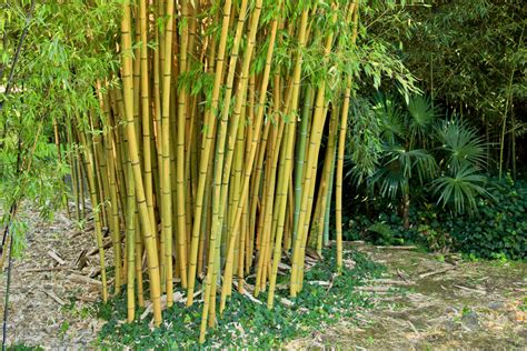 Bambus Mój Piękny Ogród Ogrody Ozdobne Rośliny Kwiaty