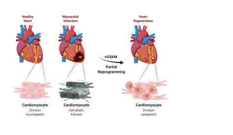 Heart Regeneration After Reprogramming Of Cardiac Muscle Cells Max